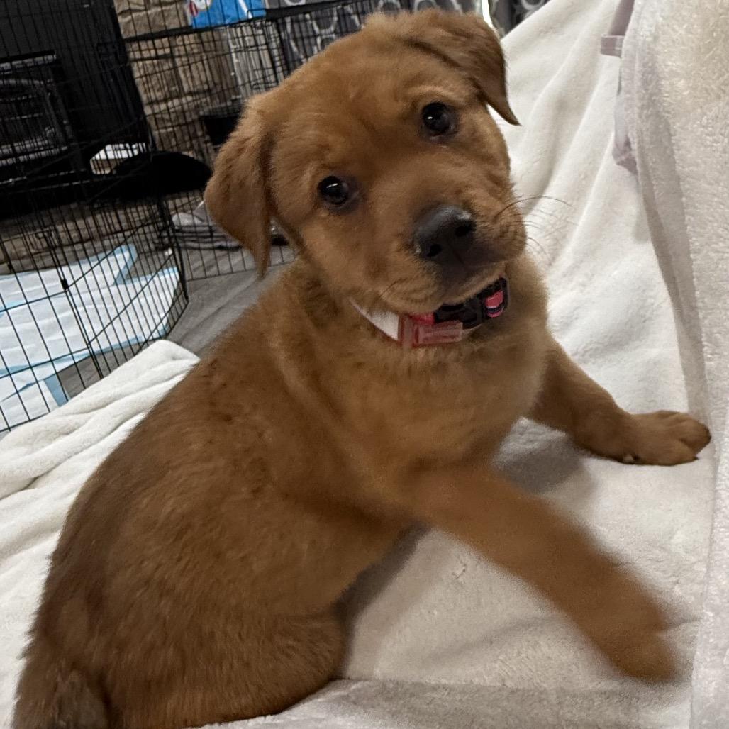 Enlarge 469 (2026) Wren, a Adoptable mixed breed in Parker, CO image 4/6