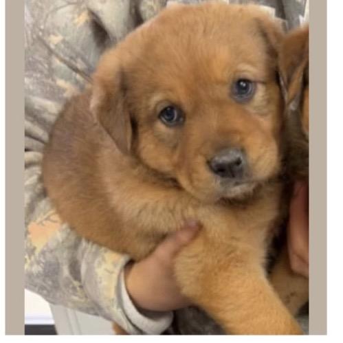 Enlarge 469 (2026) Wren, a Adoptable mixed breed in Parker, CO image 5/6