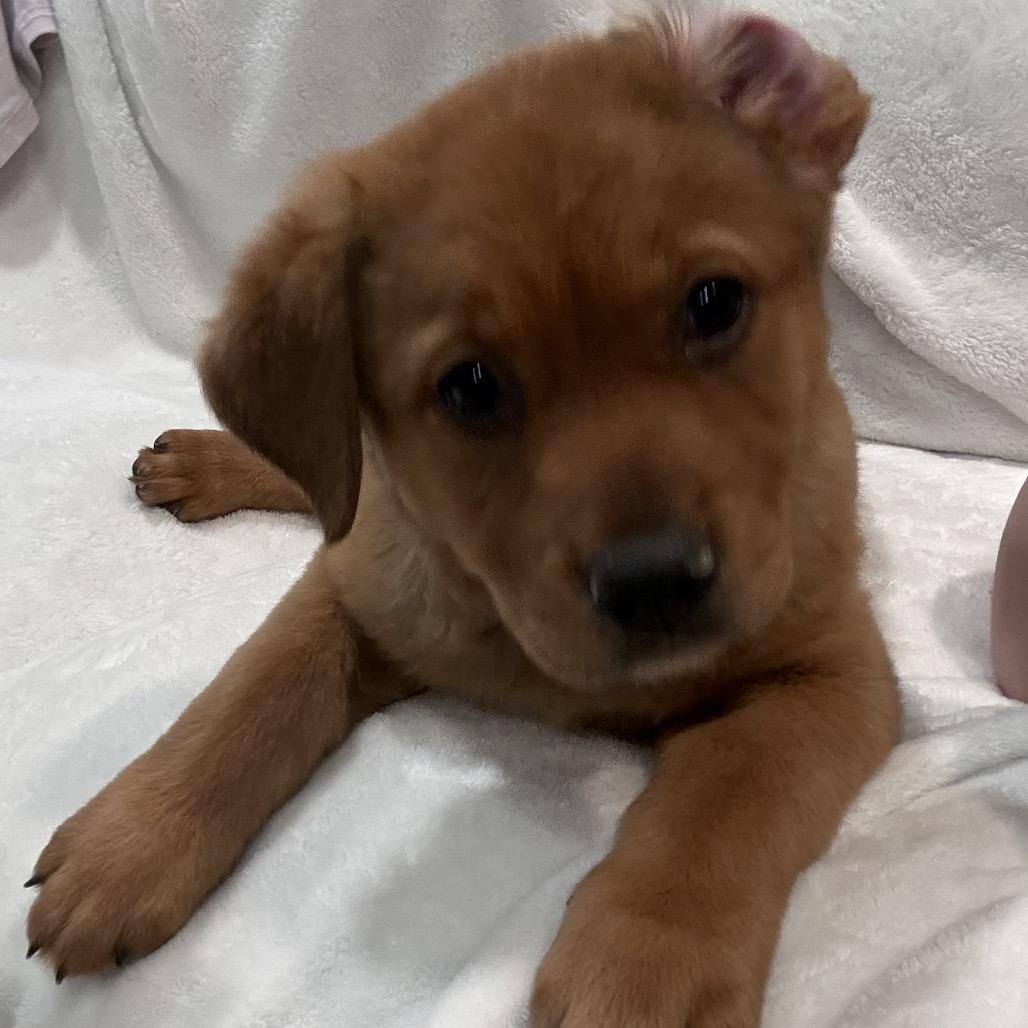 Enlarge 469 (2026) Wren, a Adoptable mixed breed in Parker, CO image 6/6