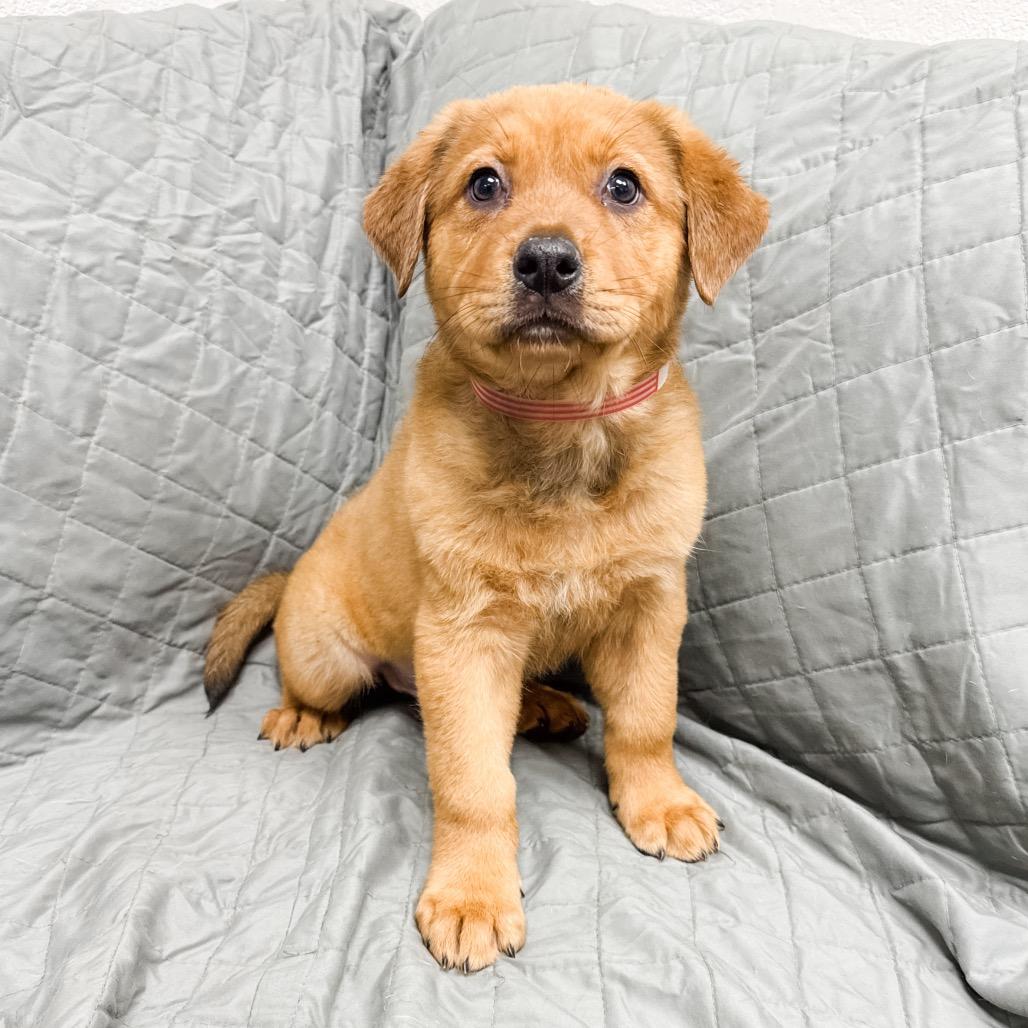 Enlarge 469 (2026) Wren, a Adoptable mixed breed in Parker, CO image 2/6