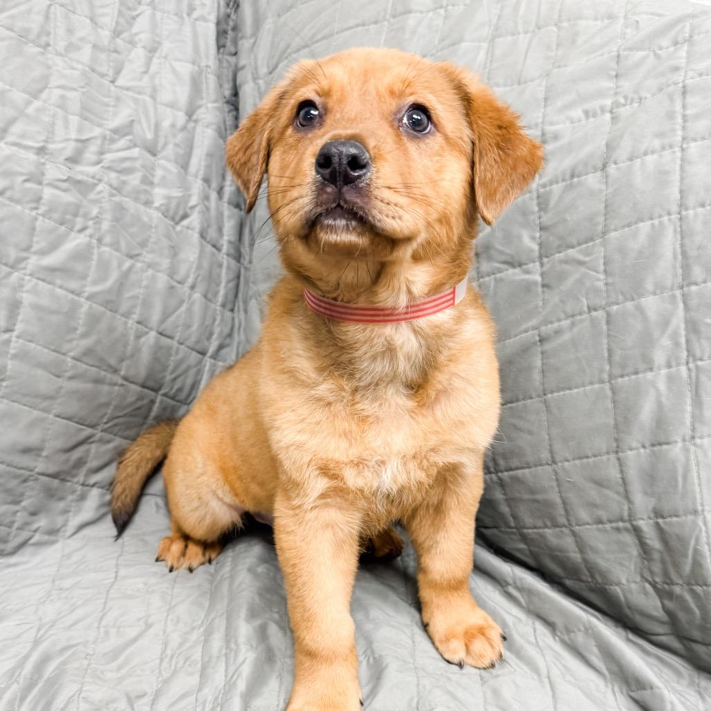 Enlarge 469 (2026) Wren, a Adoptable mixed breed in Parker, CO image 3/6