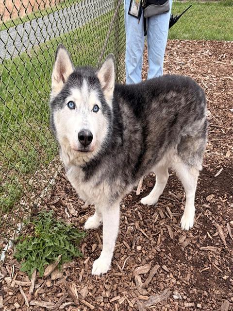 Enlarge LOKI, a Adoptable mixed breed in Leesburg, VA image 1/1