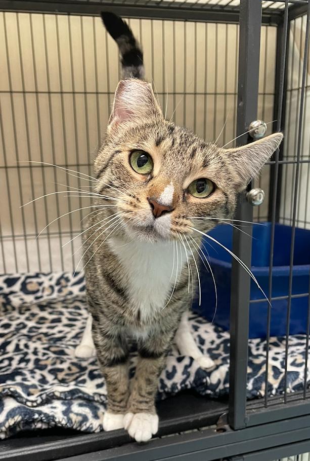 Sasha, adopted, Adult Female Domestic Short Hair.