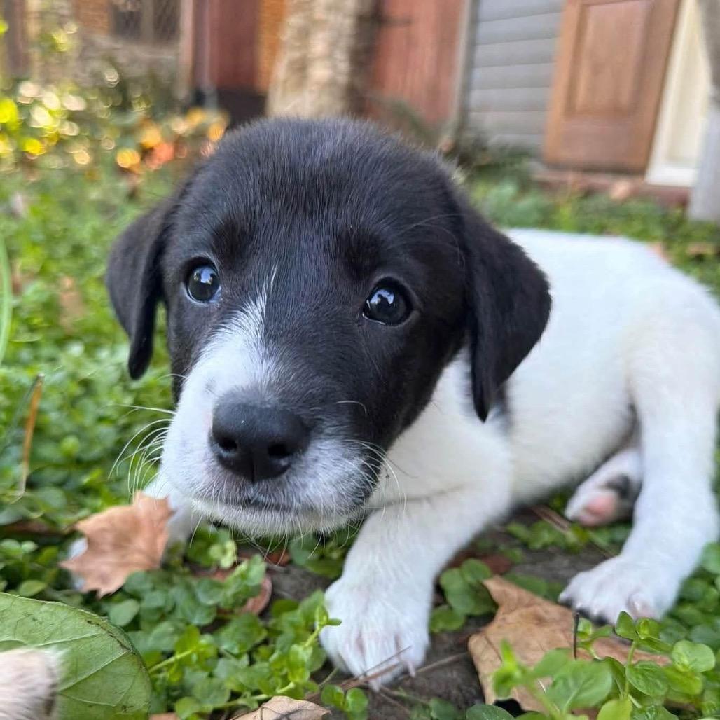 Enlarge Forest, a Adoptable mixed breed in Peculiar, MO image 1/2