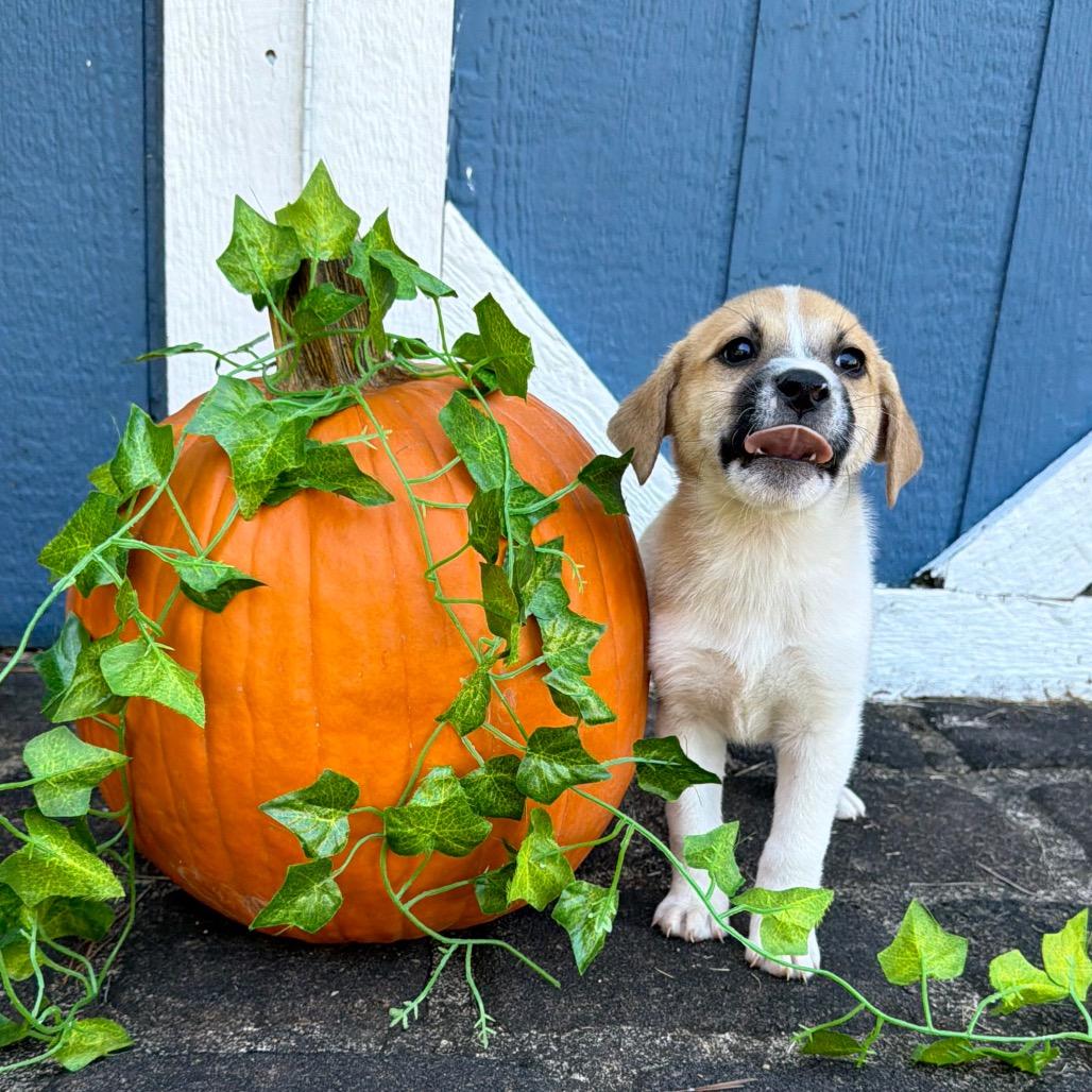 Enlarge Spice (in PA), a Adoptable Mixed Breed in Shoemakersville, PA image 1/6