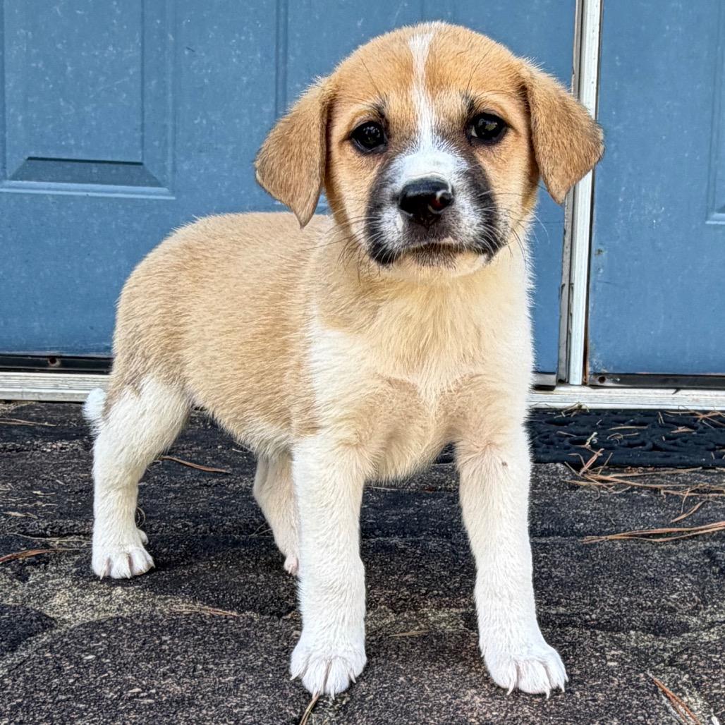 Enlarge Spice (in PA), a Adoptable Mixed Breed in Shoemakersville, PA image 3/6
