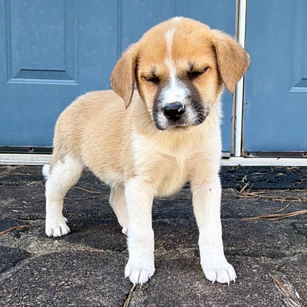 Enlarge Spice (in PA), a Adoptable Mixed Breed in Shoemakersville, PA image 4/6