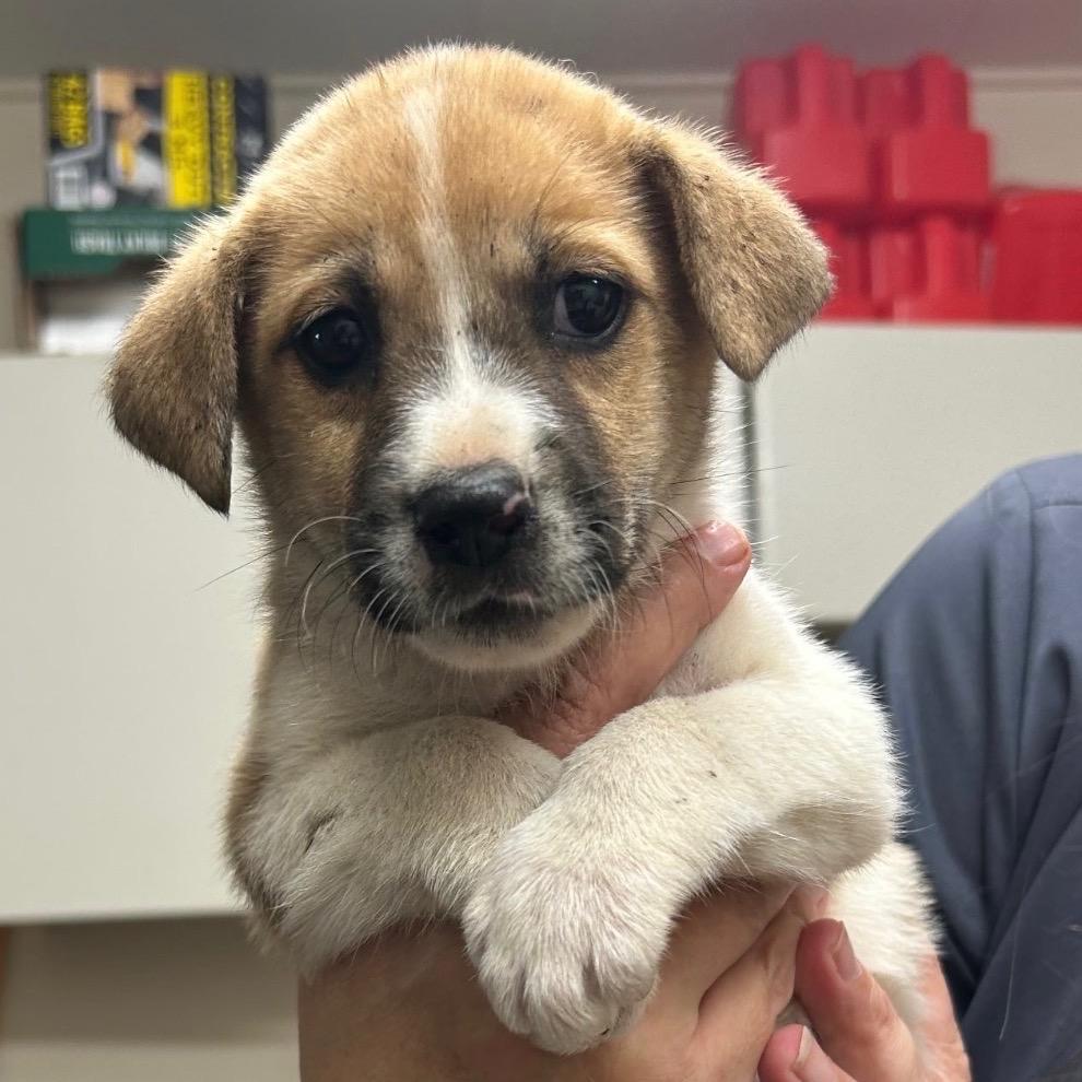 Enlarge Spice (in PA), a Adoptable Mixed Breed in Shoemakersville, PA image 5/6