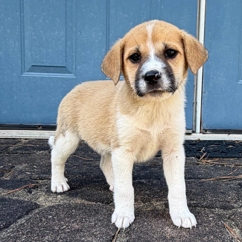 Enlarge Spice (in PA), a Adoptable Mixed Breed in Shoemakersville, PA image 6/6