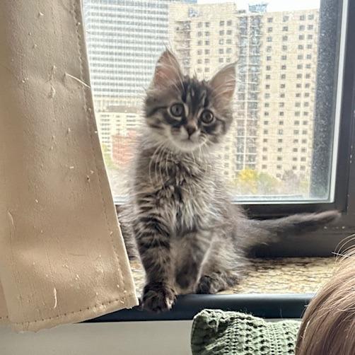 Triceratops, Adoptable, Kitten Female Domestic Long Hair.