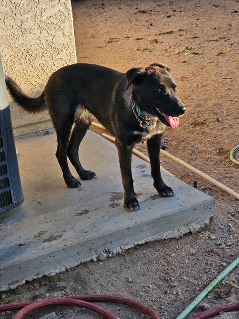 Enlarge Audrey, a ADOPTABLE mixed breed in PALMDALE, CA image 4/6