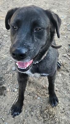 Enlarge Audrey, a ADOPTABLE mixed breed in PALMDALE, CA image 3/6