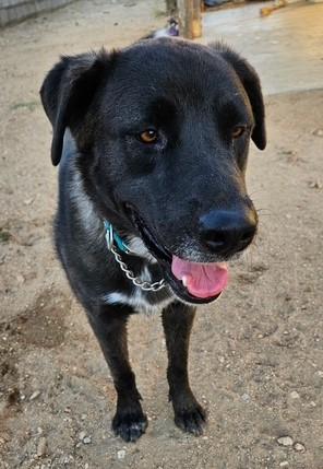 Enlarge Audrey, a ADOPTABLE mixed breed in PALMDALE, CA image 5/6