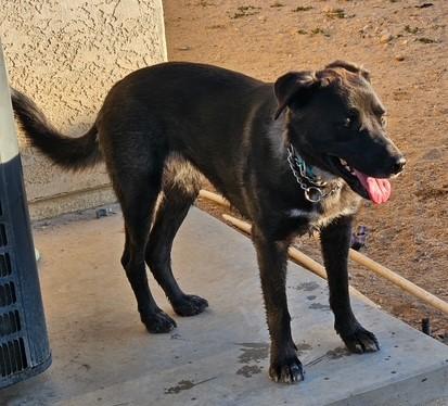 Audrey, ADOPTABLE, Young Female Anatolian Shepherd & Chocolate Labrador Retriever.
