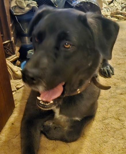 Enlarge Audrey, a ADOPTABLE mixed breed in PALMDALE, CA image 6/6