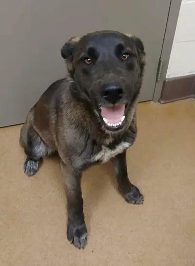 Enlarge Audrey, a ADOPTABLE mixed breed in PALMDALE, CA image 2/6