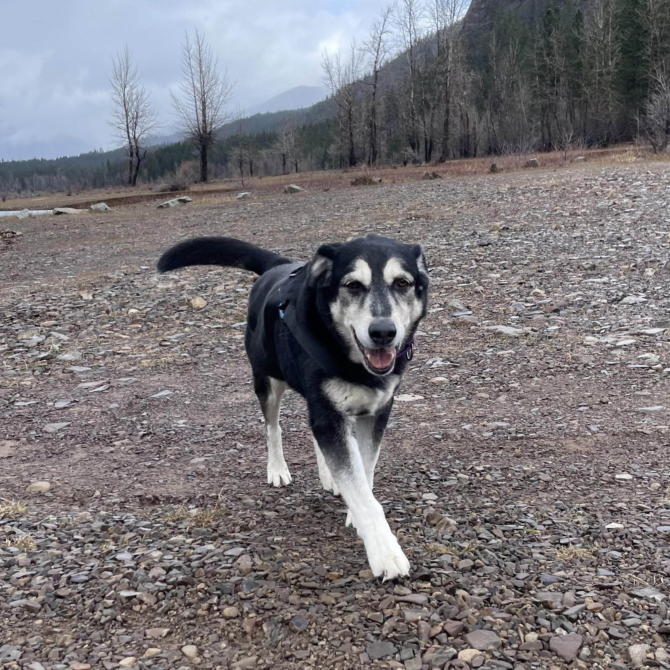 Max, Adoptable, Senior Male German Shepherd Dog & Labrador Retriever.