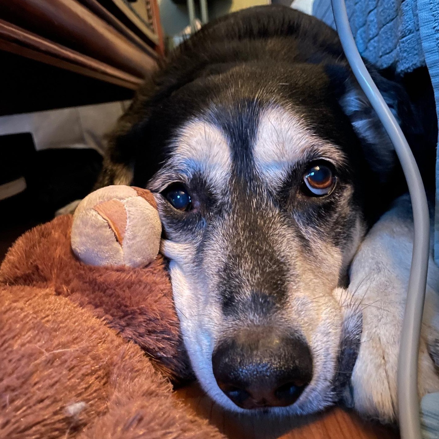 Enlarge Max, a Adoptable mixed breed in Ellensburg, WA image 4/5