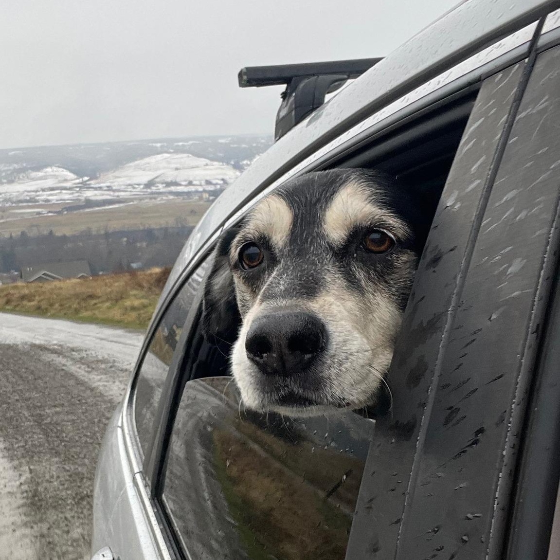 Enlarge Max, a Adoptable mixed breed in Ellensburg, WA image 5/5