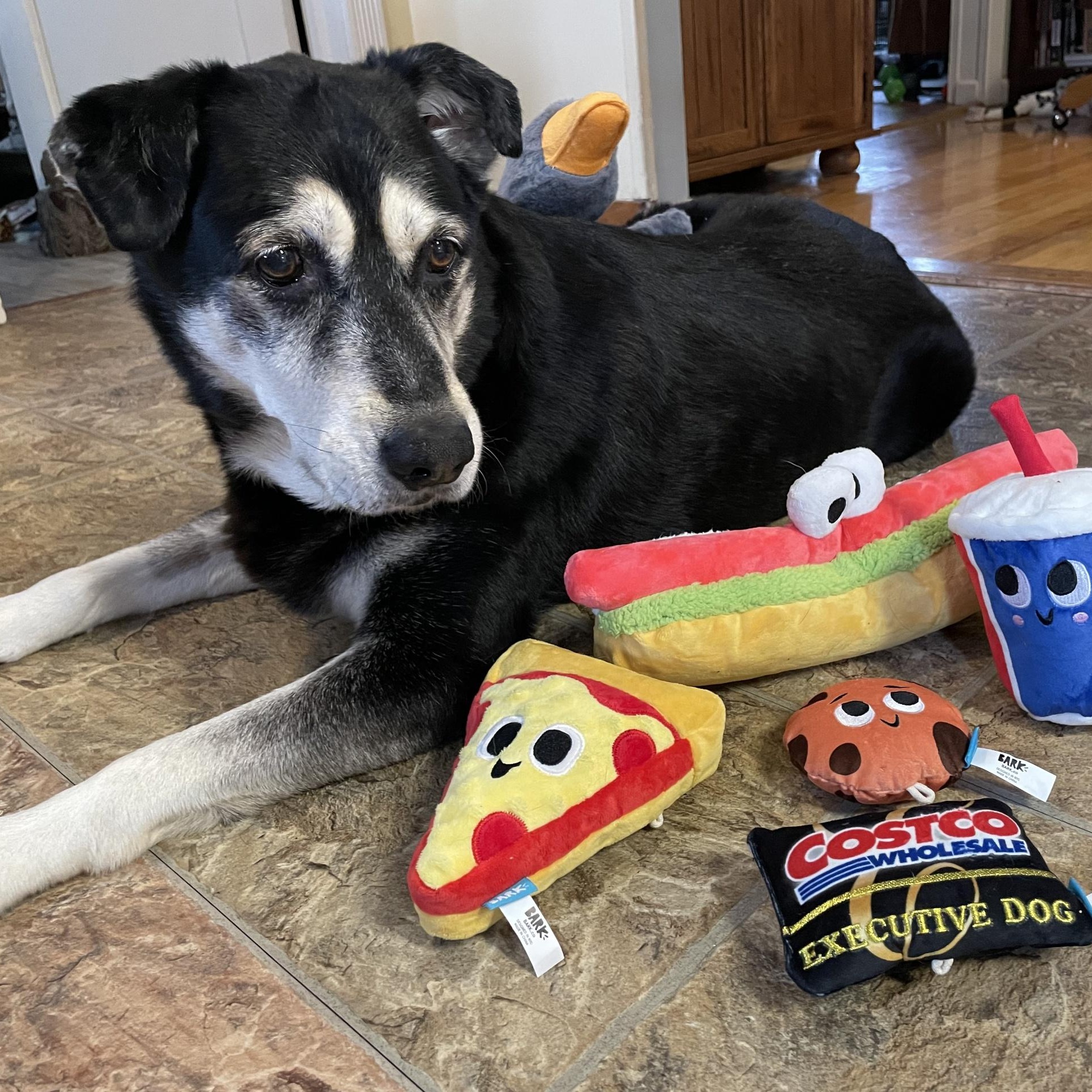 Enlarge Max, a Adoptable mixed breed in Ellensburg, WA image 4/6