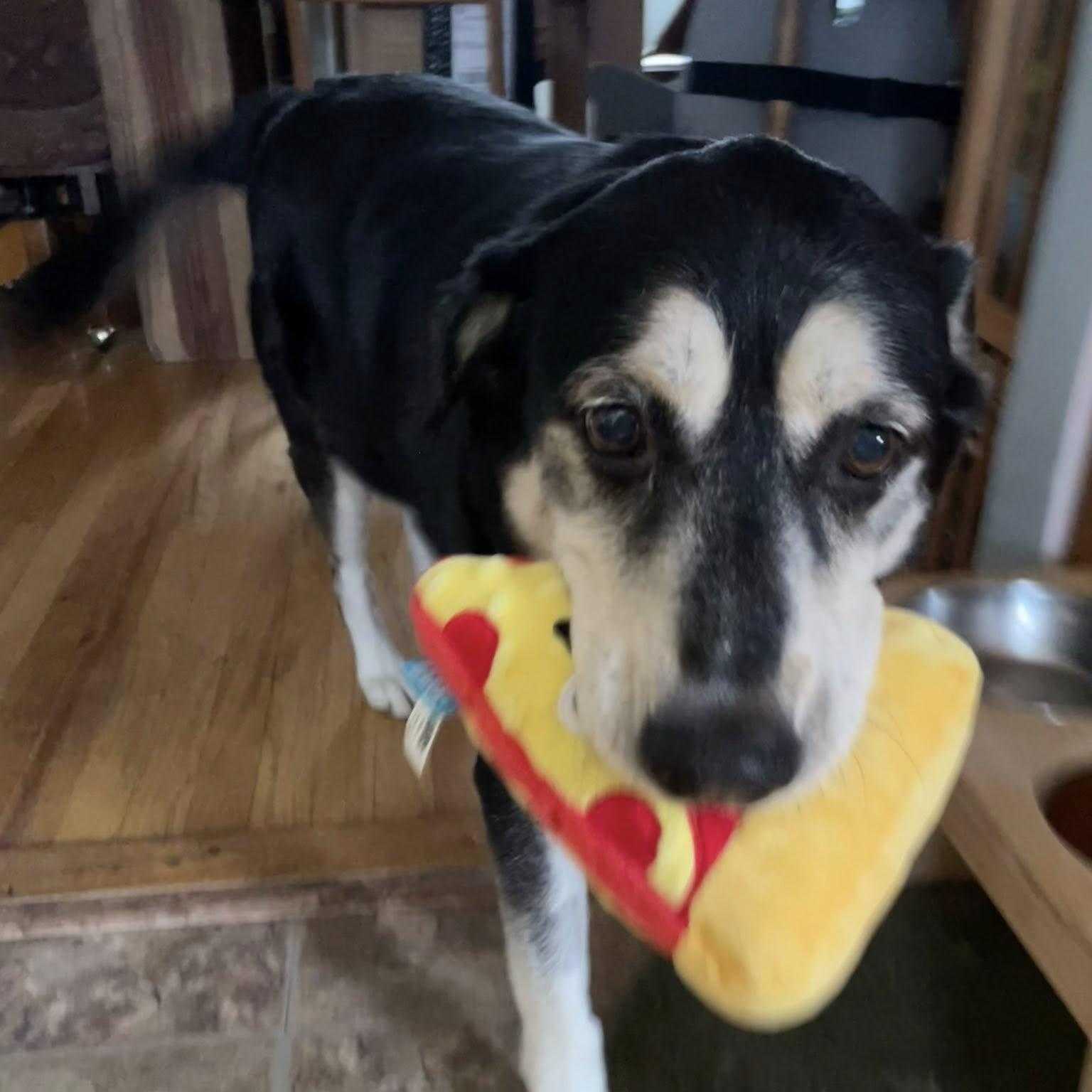 Enlarge Max, a Adoptable mixed breed in Ellensburg, WA image 2/5