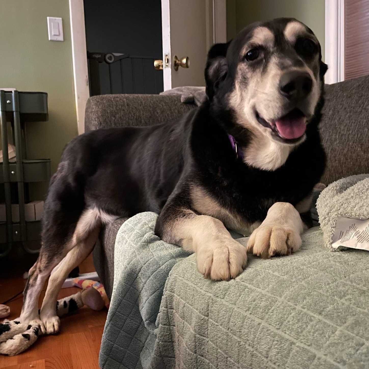 Enlarge Max, a Adoptable mixed breed in Ellensburg, WA image 1/5