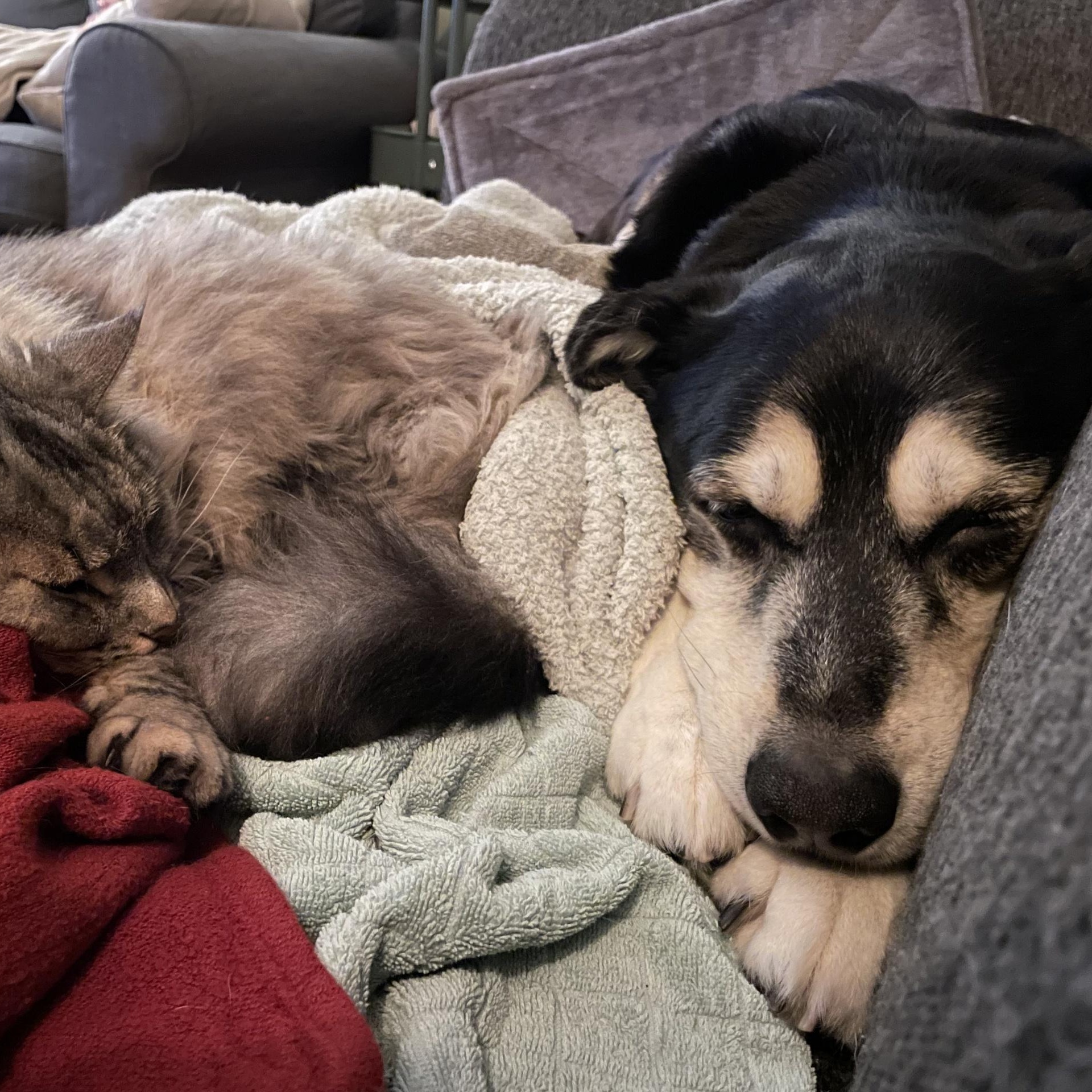 Enlarge Max, a Adoptable mixed breed in Ellensburg, WA image 5/6