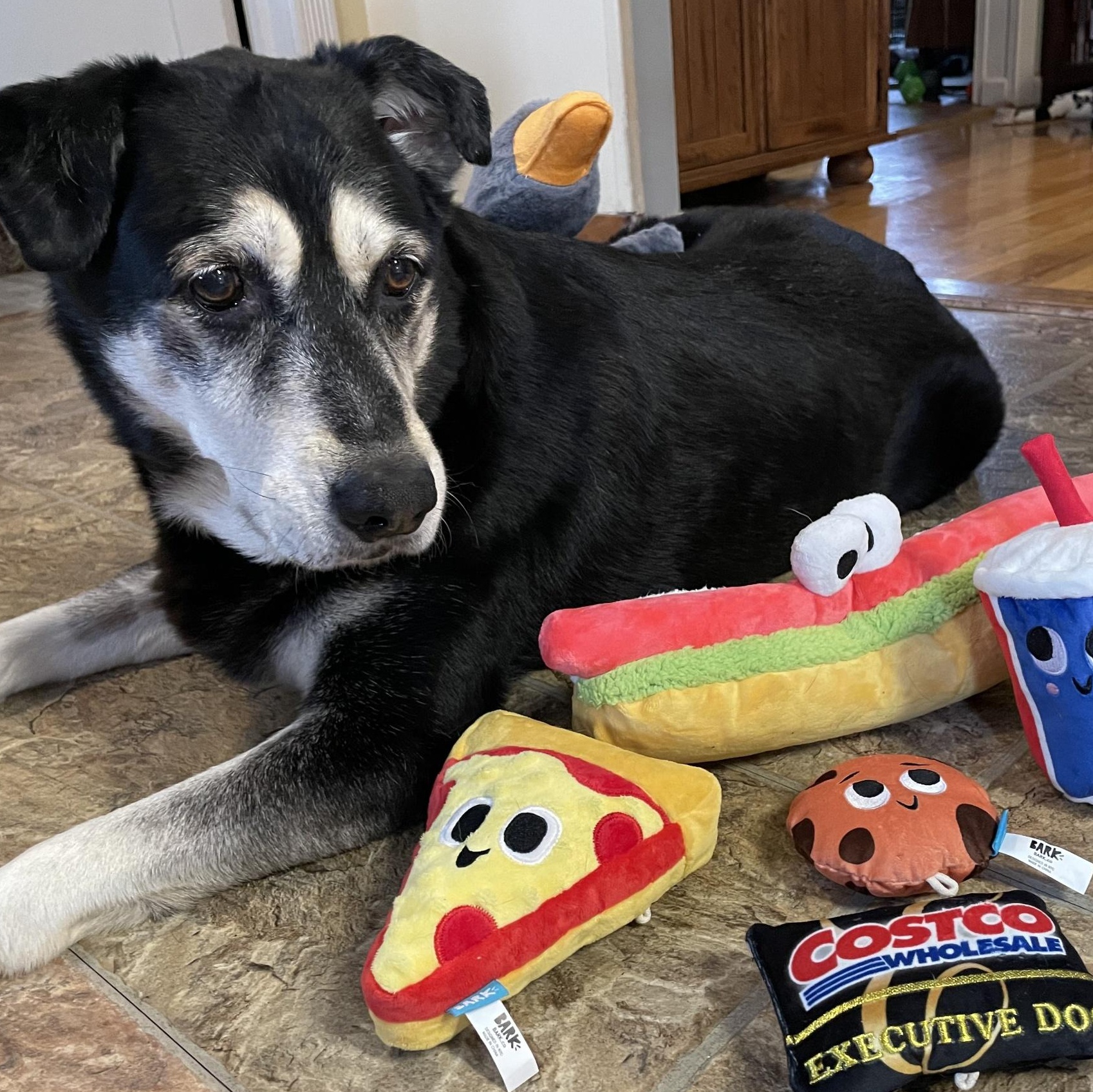 Max, a Adoptable mixed breed in Ellensburg, WA image 6/6