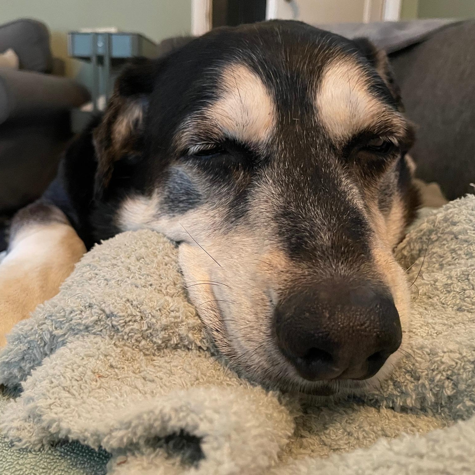 Enlarge Max, a Adoptable mixed breed in Ellensburg, WA image 3/5