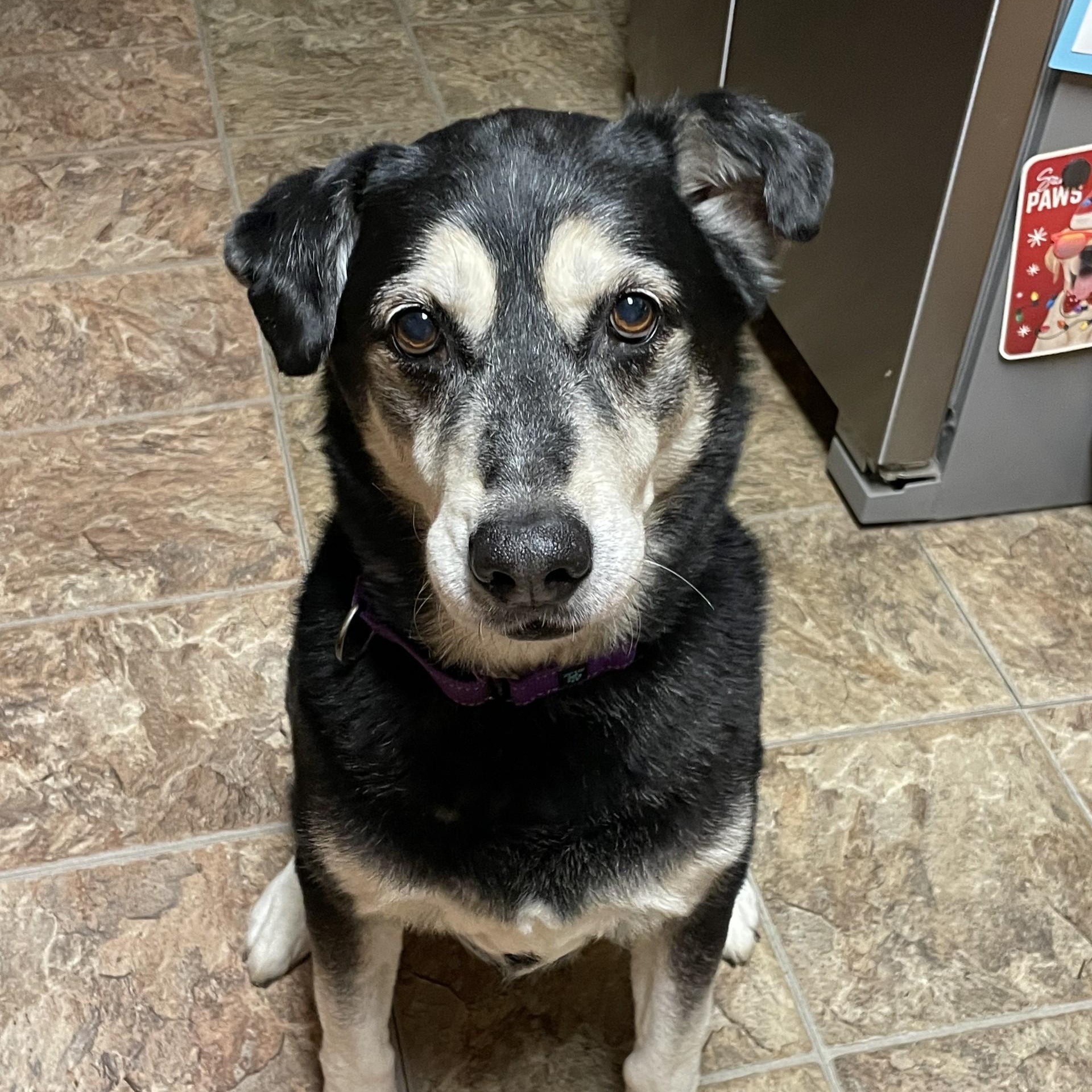 Enlarge Max, a Adoptable mixed breed in Ellensburg, WA image 1/6