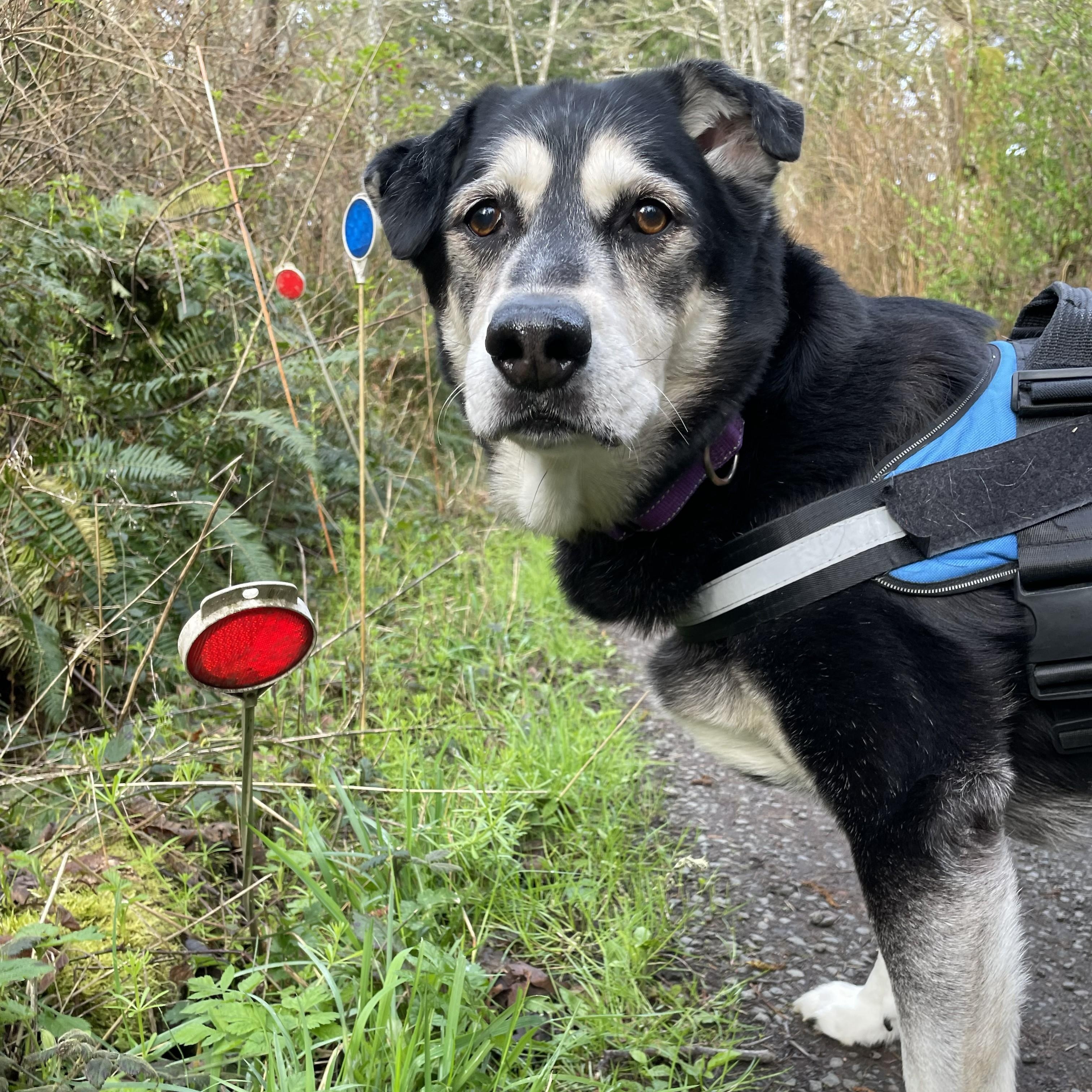 Max, Adoptable, Senior Male German Shepherd Dog & Labrador Retriever.