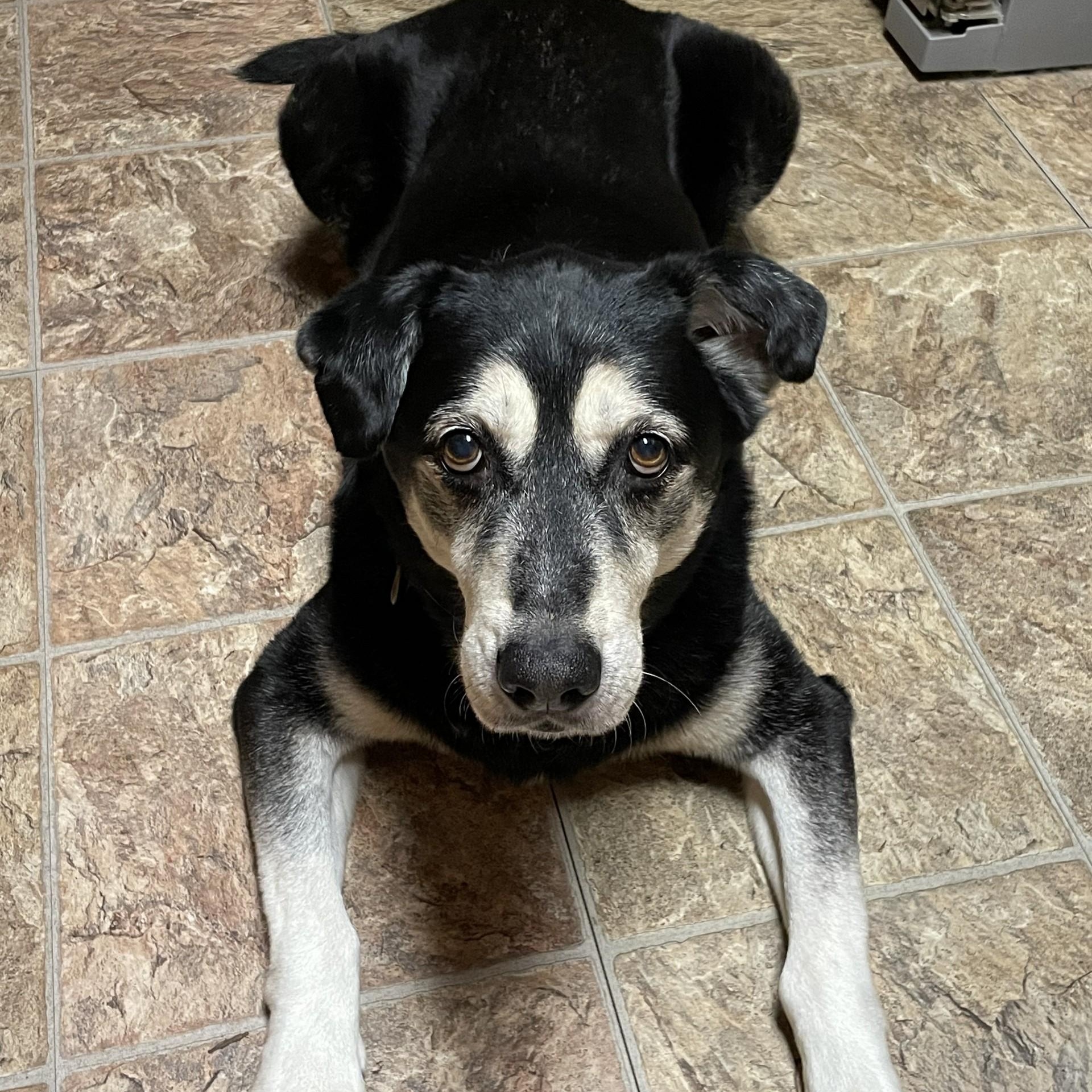 Enlarge Max, a Adoptable mixed breed in Ellensburg, WA image 6/6