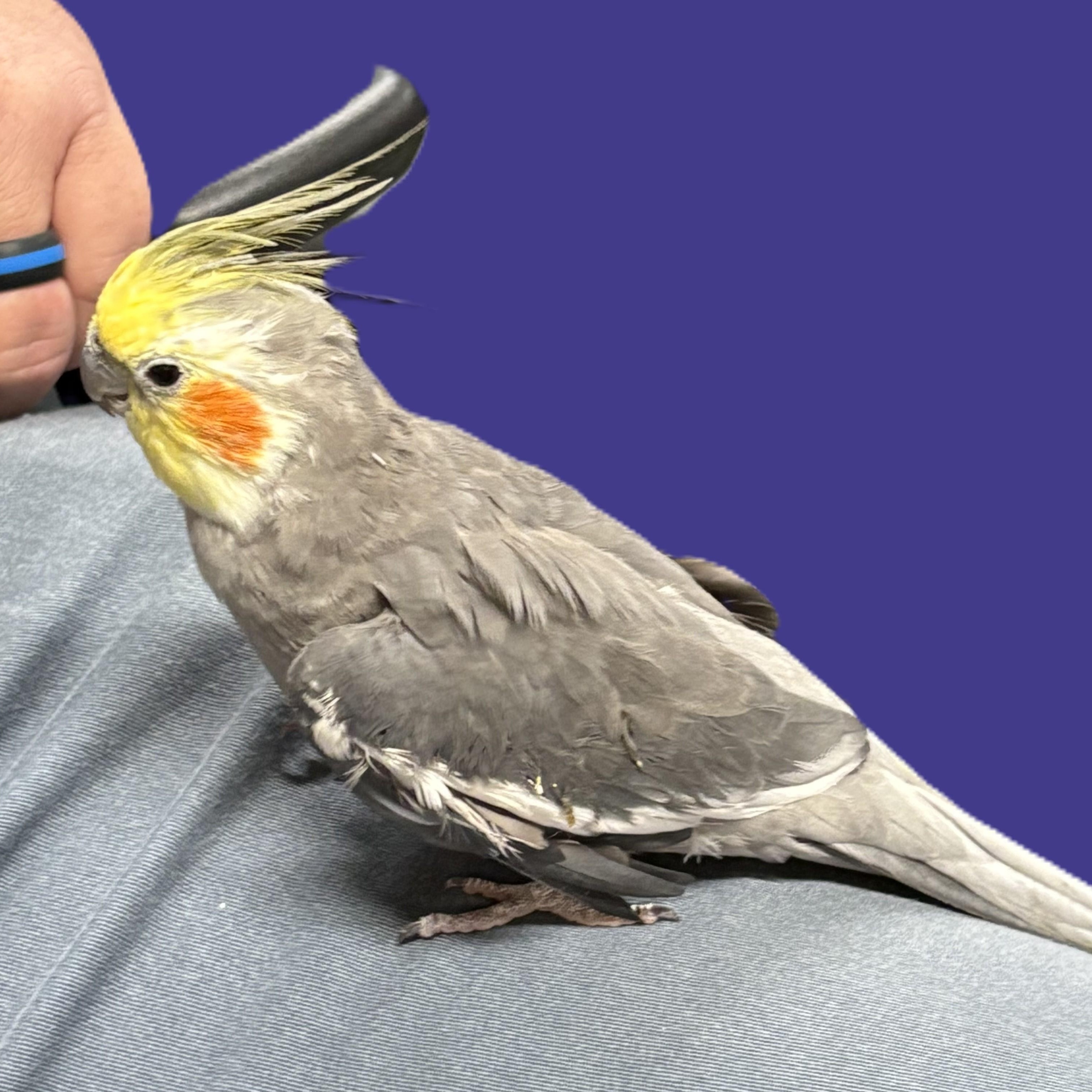 Gumdrop, Adoptable, Adult Male Cockatiel.