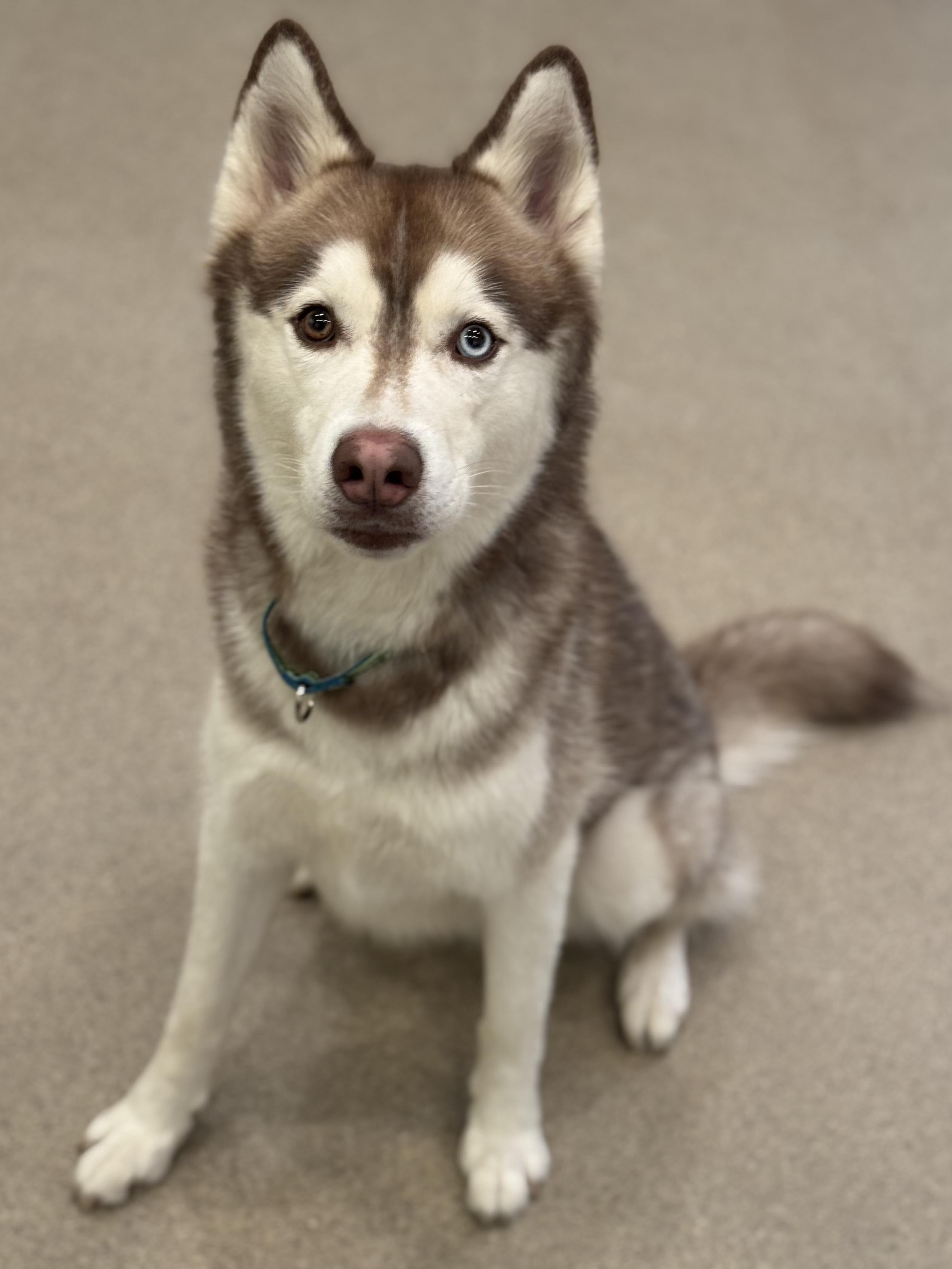 Jethro, Adoptable, Adult Male Siberian Husky.