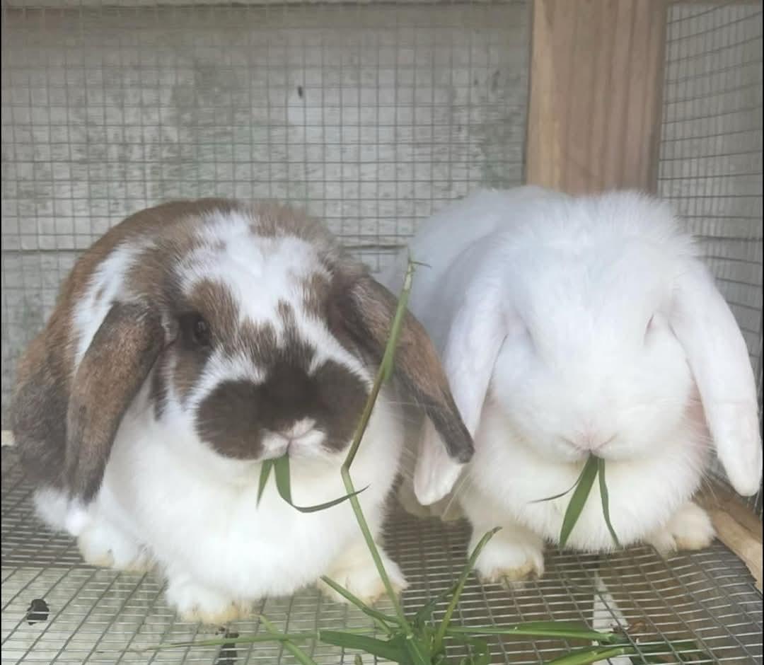 Cupid & Cloudette