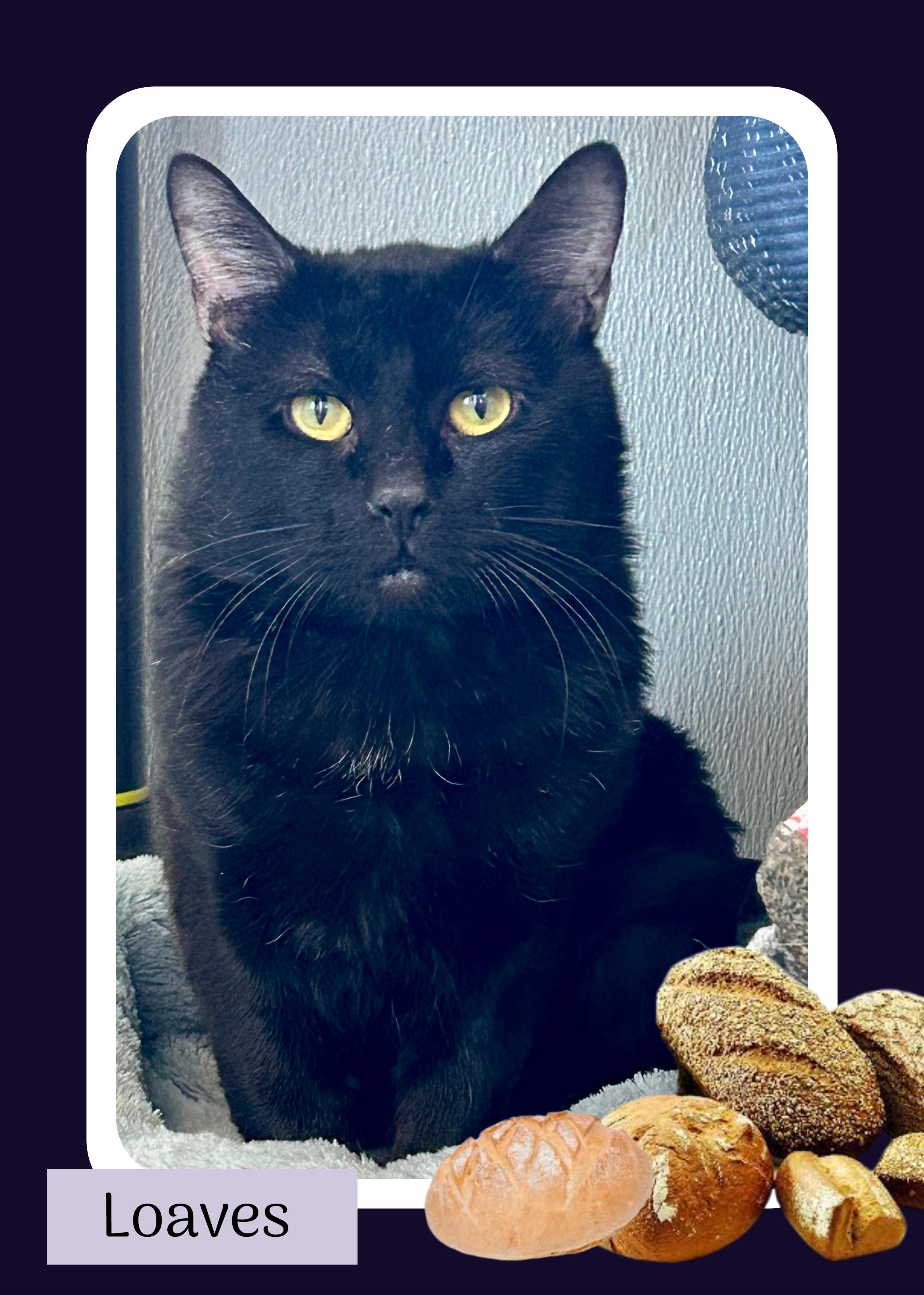 Loaves , a ADOPTABLE Domestic Short Hair in Providence, RI image 1/6