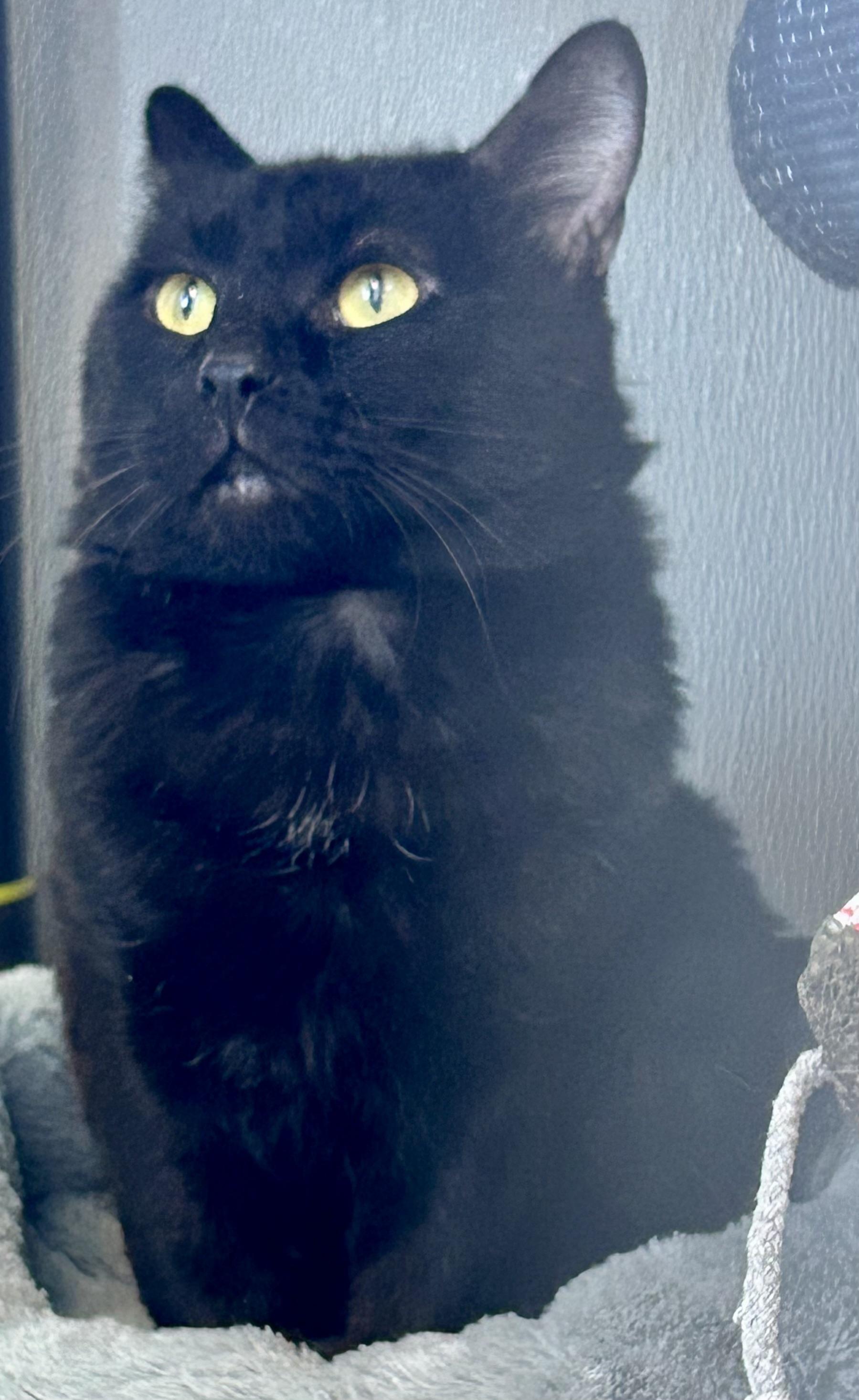 Loaves , a ADOPTABLE Domestic Short Hair in Providence, RI image 2/6