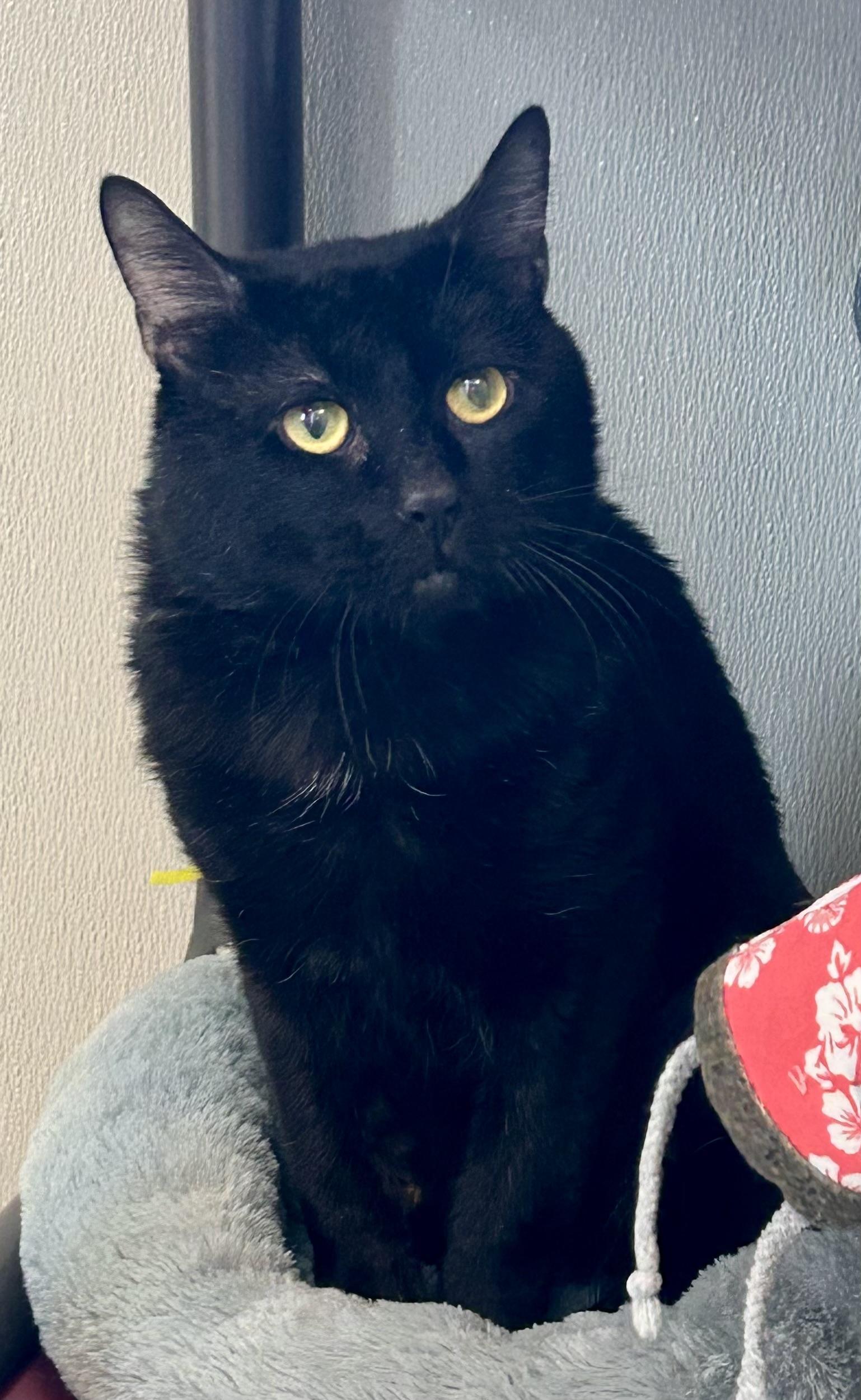 Loaves , a ADOPTABLE Domestic Short Hair in Providence, RI image 3/6