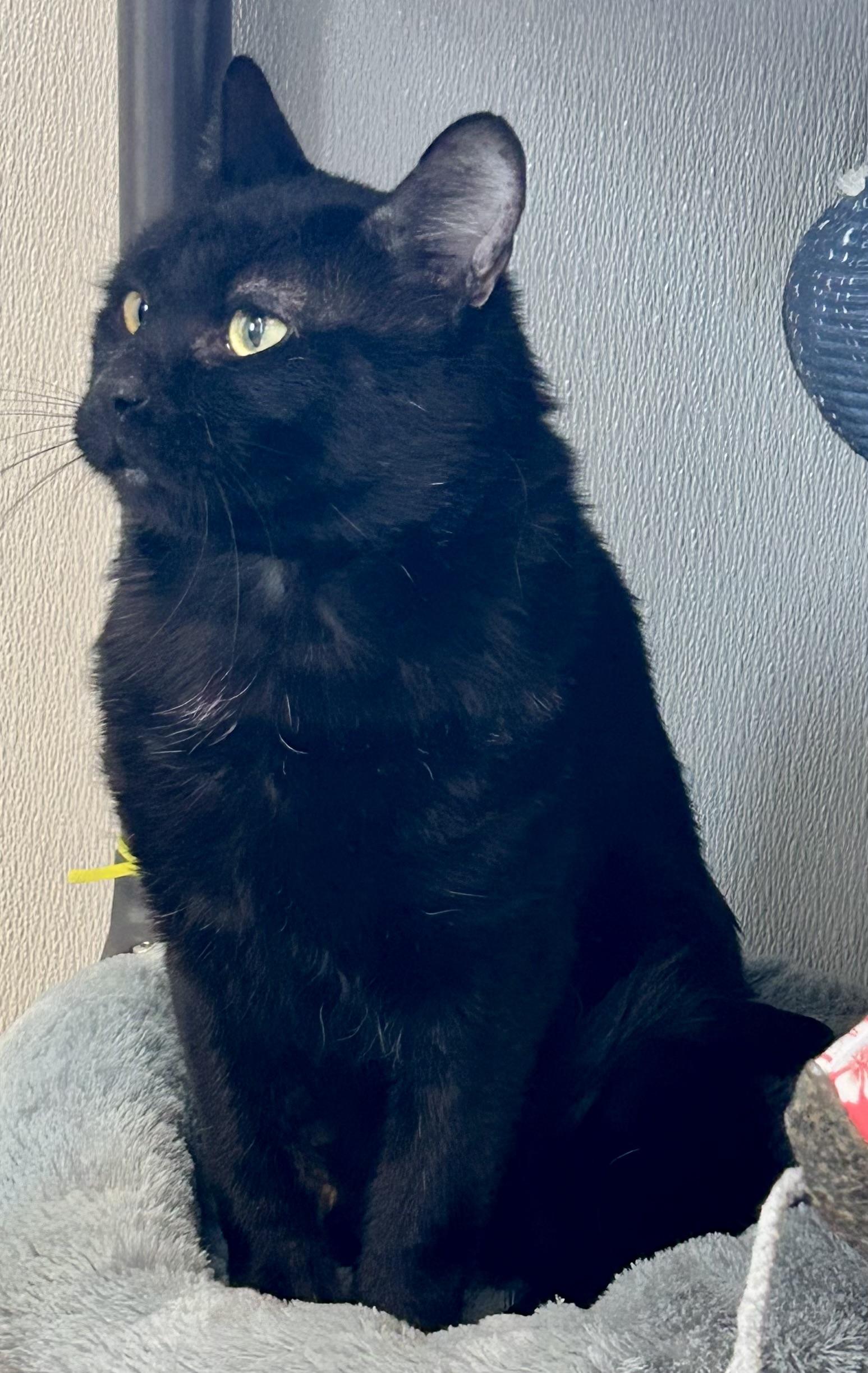 Loaves , a ADOPTABLE Domestic Short Hair in Providence, RI image 4/6