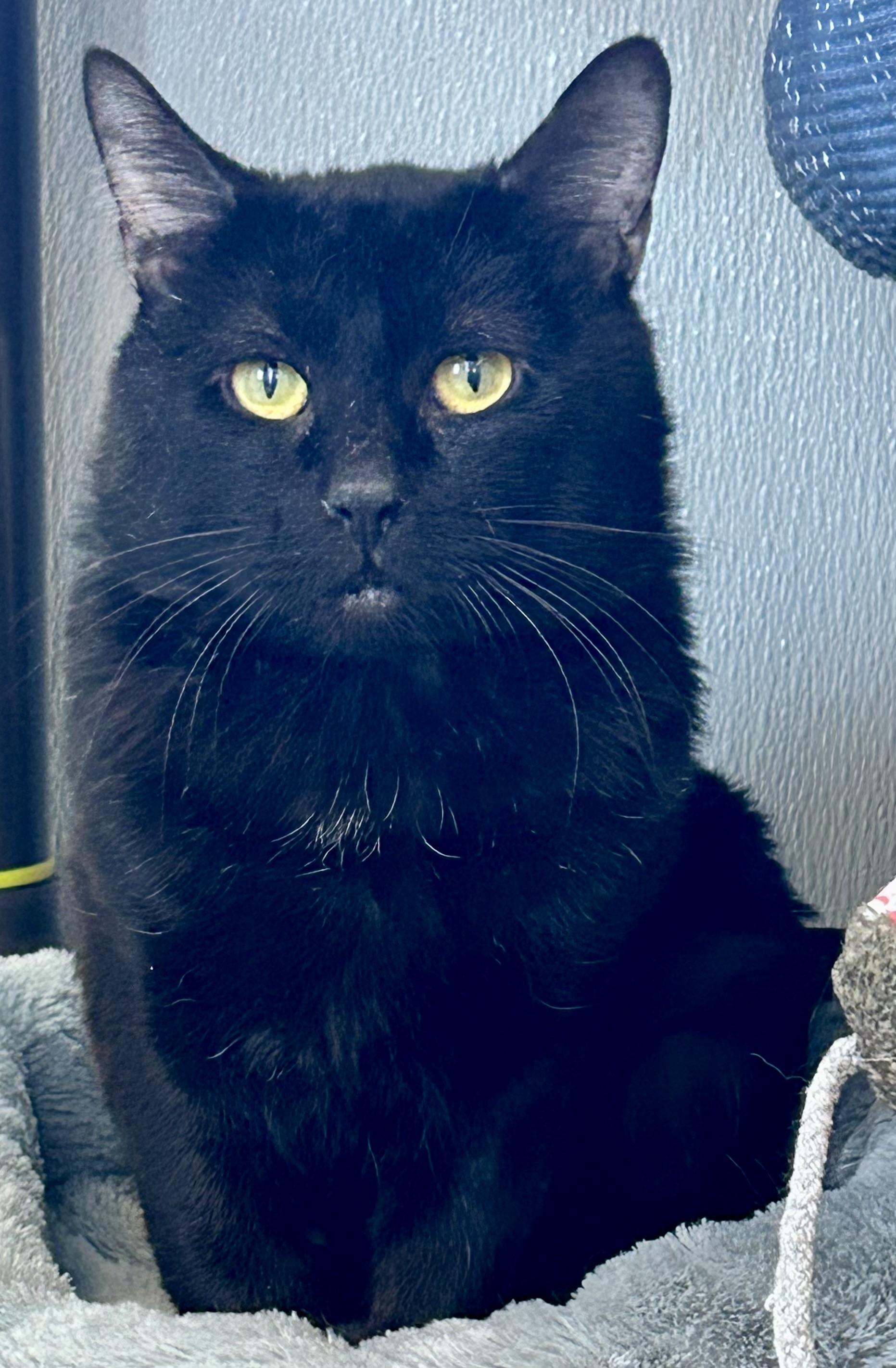 Loaves , a ADOPTABLE Domestic Short Hair in Providence, RI image 5/6