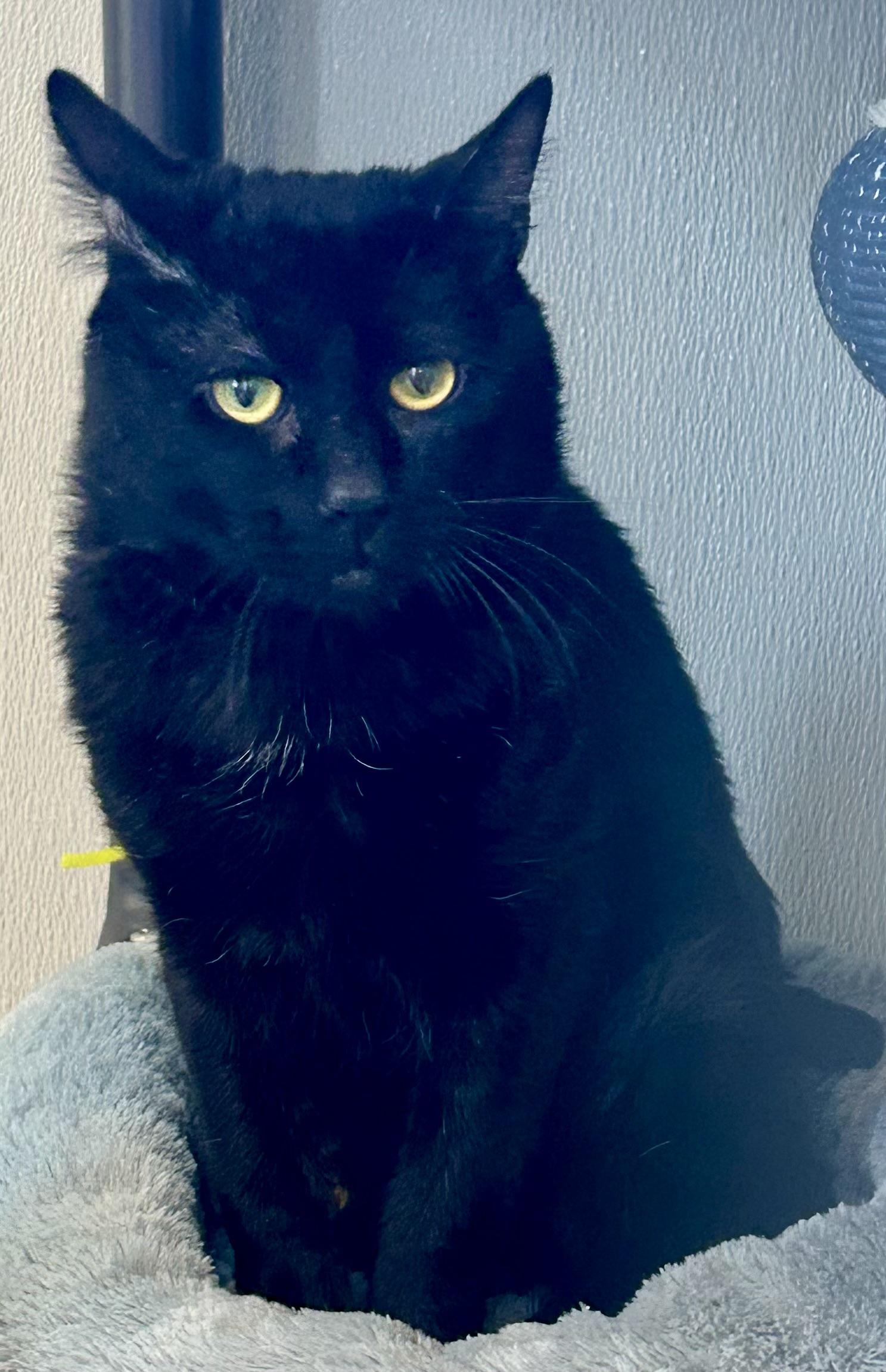 Loaves , a ADOPTABLE Domestic Short Hair in Providence, RI image 6/6