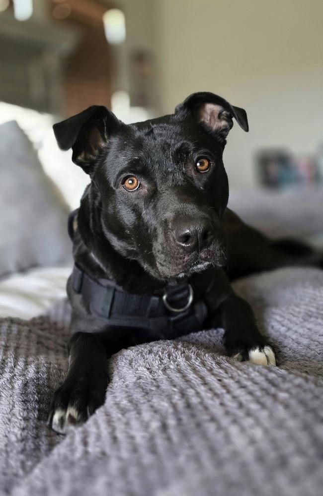 Luna, Adoptable, Young Female Pit Bull Terrier & Labrador Retriever.