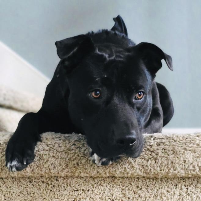 Luna, Adoptable, Young Female Pit Bull Terrier.