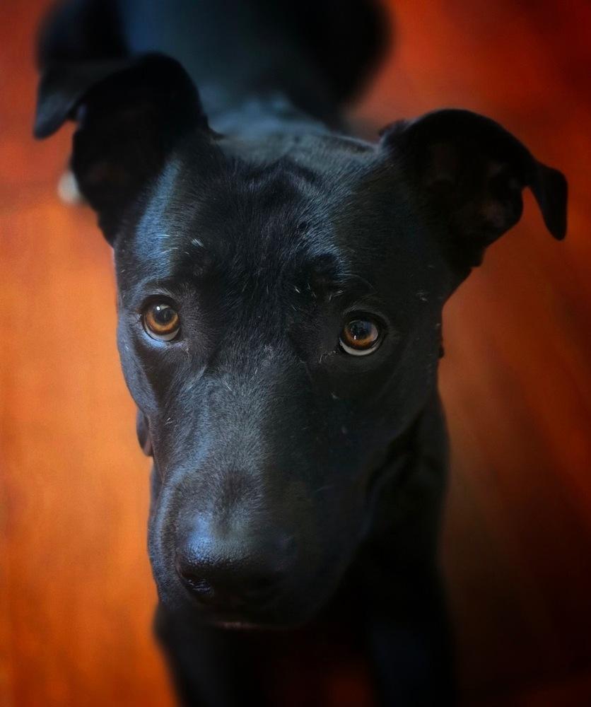 Enlarge Luna, a Adoptable mixed breed in Pleasant Hill, CA image 2/3