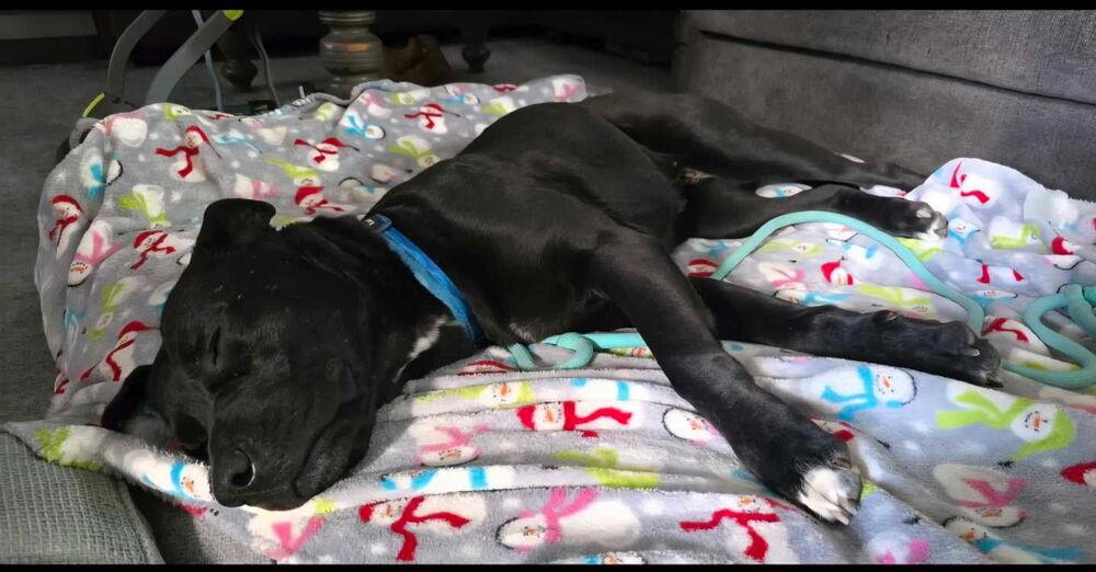 Enlarge Luna, a Adoptable mixed breed in Pleasant Hill, CA image 2/4
