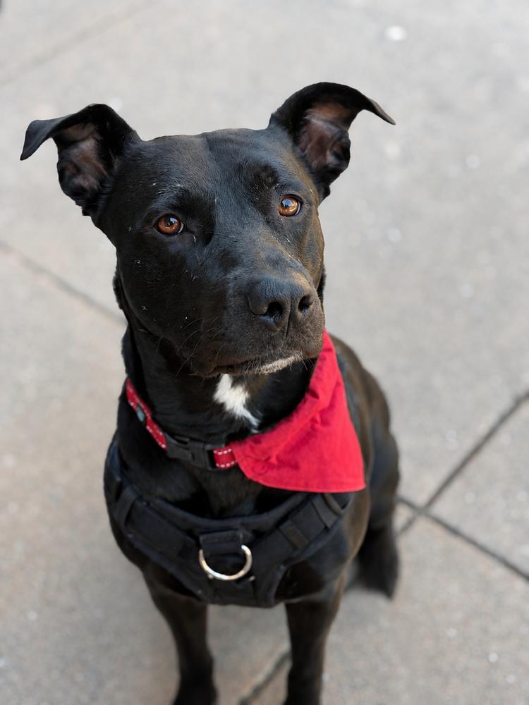 Luna, a Adoptable mixed breed in Pleasant Hill, CA image 3/4