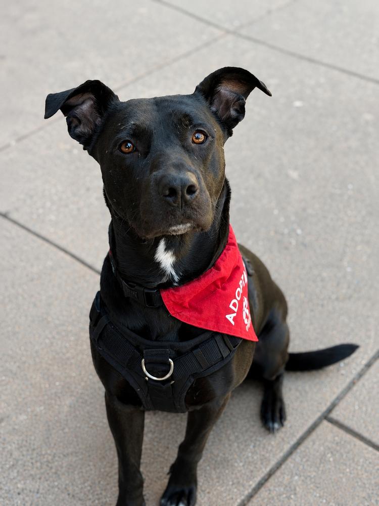 Luna, a Adoptable mixed breed in Pleasant Hill, CA image 4/4