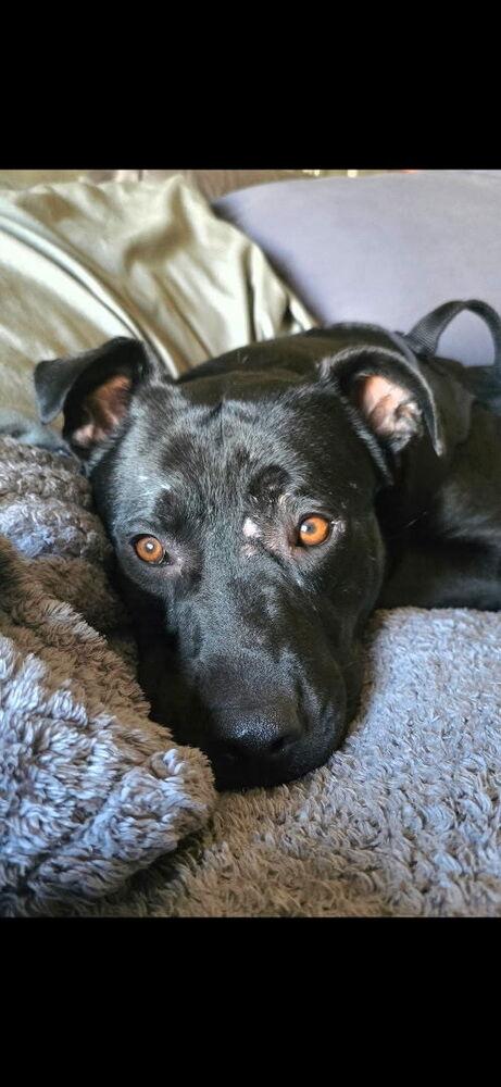 Enlarge Luna, a Adoptable mixed breed in Pleasant Hill, CA image 3/4