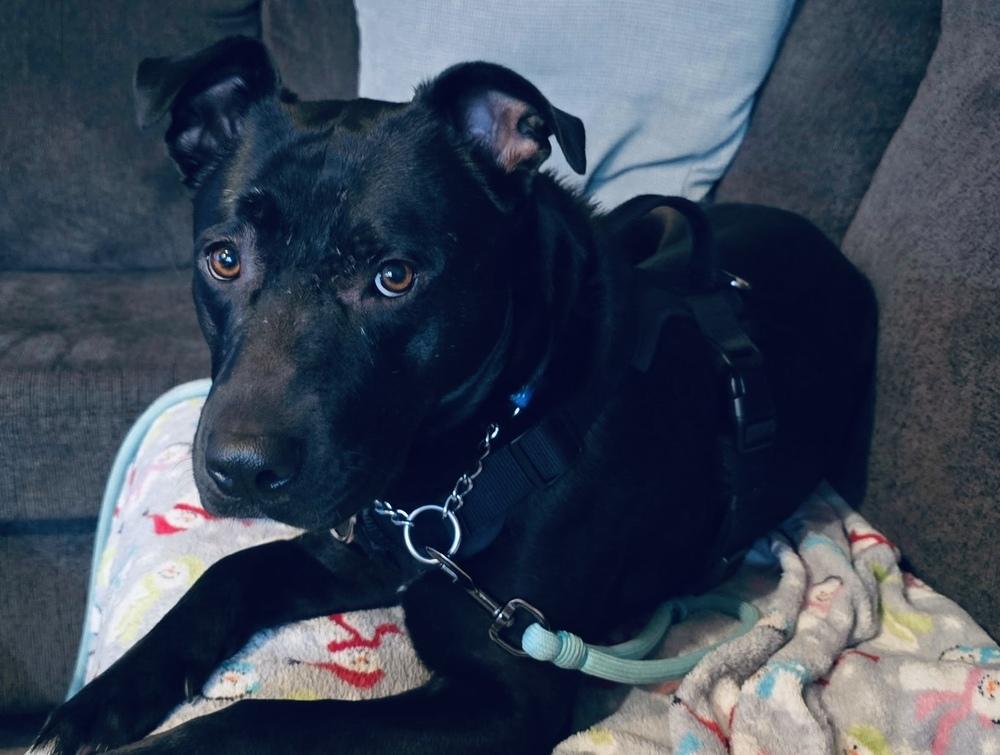Enlarge Luna, a Adoptable mixed breed in Pleasant Hill, CA image 4/4