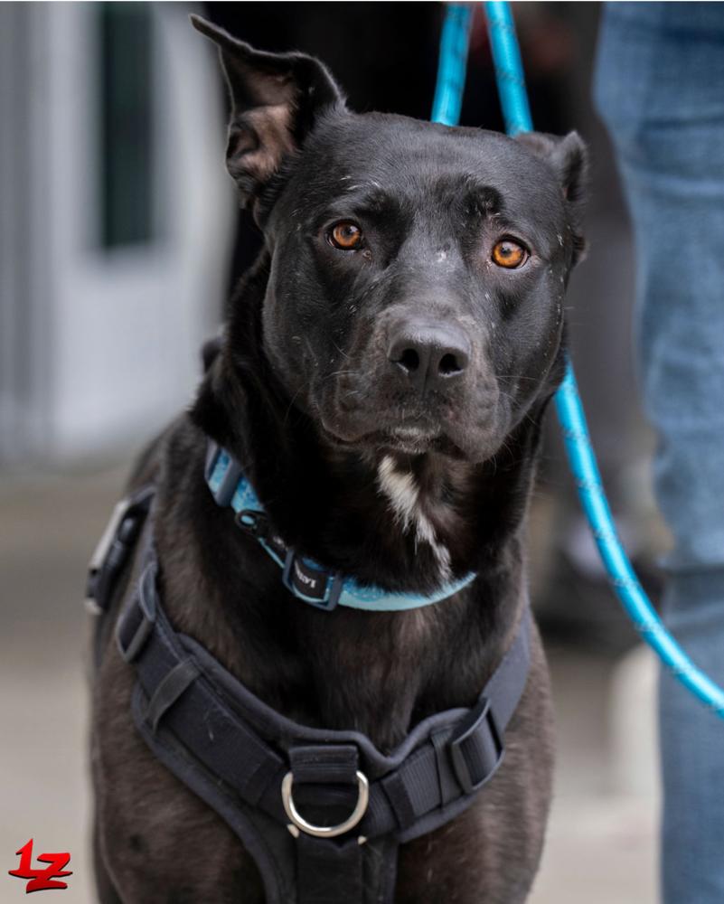 Enlarge Luna, a Adoptable mixed breed in Pleasant Hill, CA image 3/3